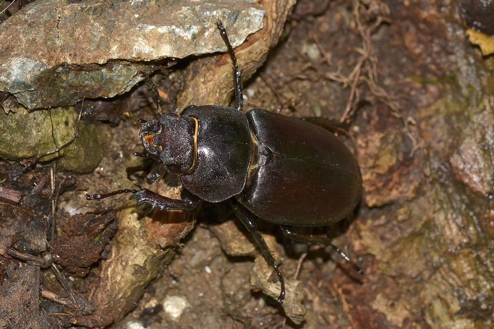 Lucanus cervus? La vendetta.